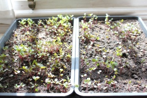Persicaria tinctoria seedlings